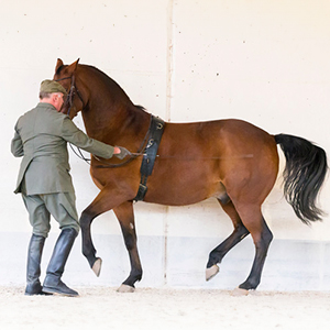 Jagdschlosses Falkenhaus: Eberhard Weiß - klassische Reitausbildung