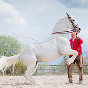 Jagdschlosses Falkenhaus: Eberhard Weiß - klassische Reitausbildung